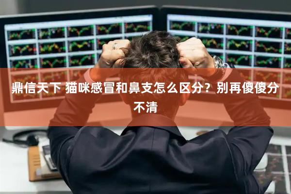 鼎信天下 猫咪感冒和鼻支怎么区分？别再傻傻分不清